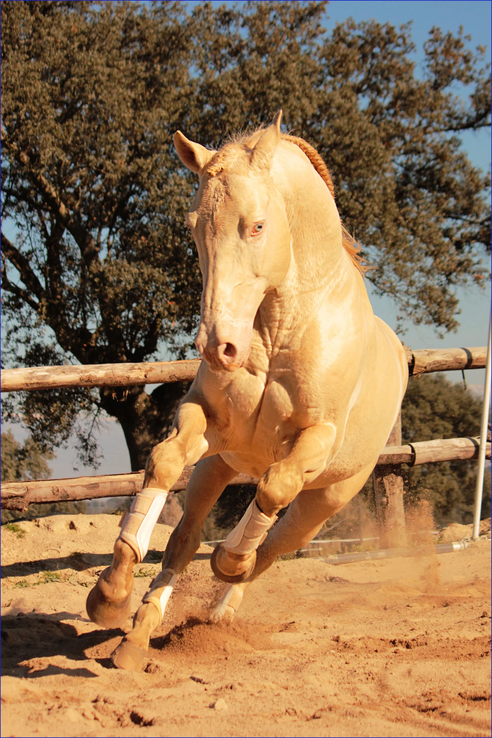 The Spanish Horse