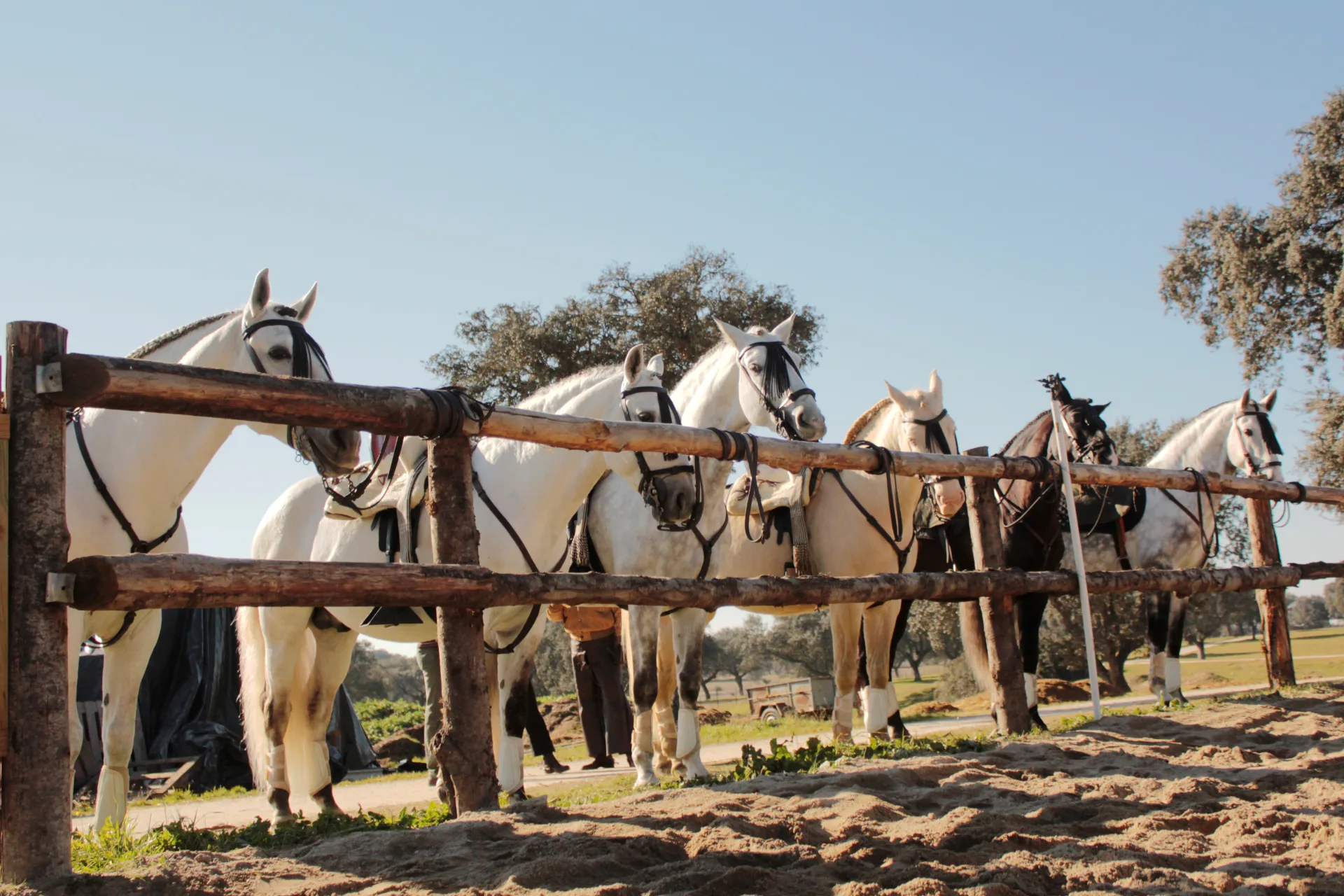 The Spanish Horse