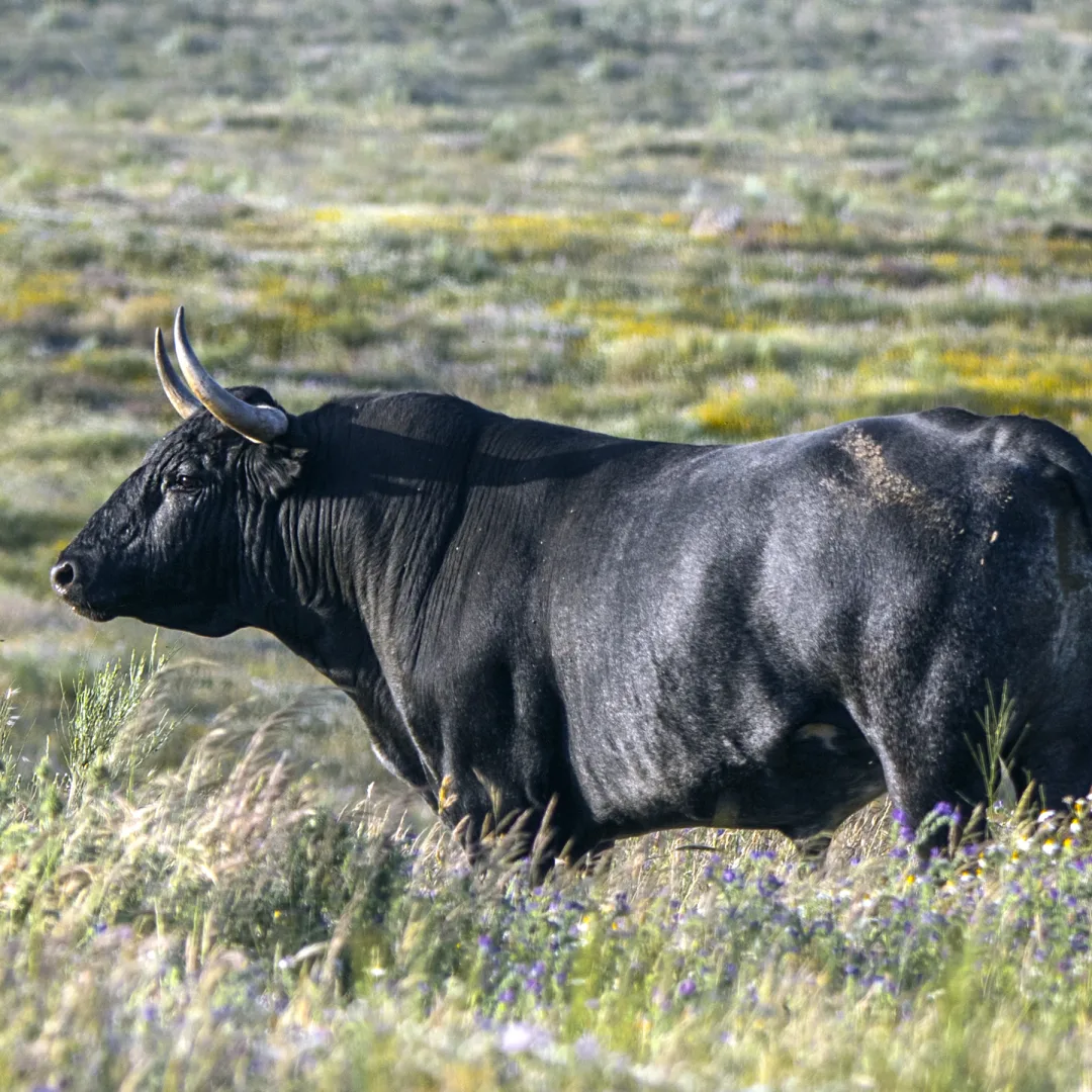 A Victorino Martín bull in the field