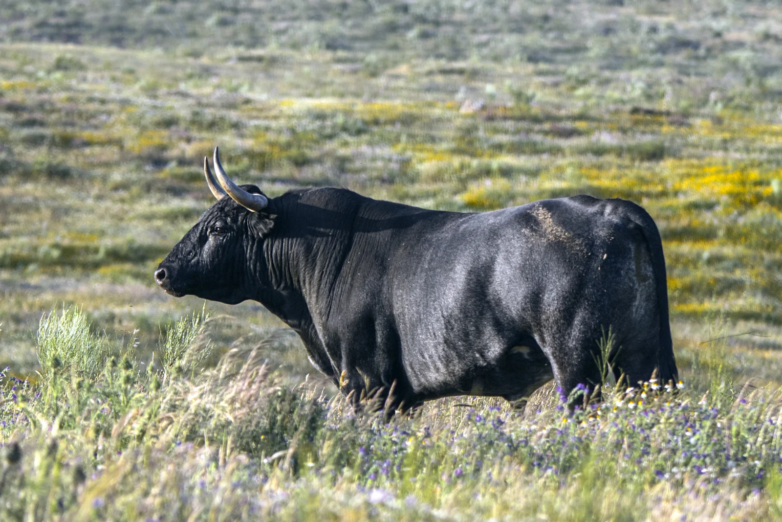 The Bull in the Field
